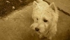 West Highland White teriér 