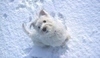  West Highland White teriér