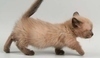 Munchkin kočka