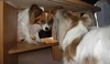 Papillon 