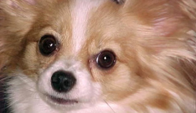 Papillon