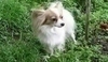 Papillon
