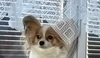Papillon 