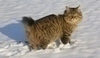 Kurilský bobtail