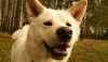 Akita Inu