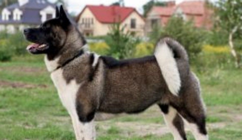 Akita Inu.