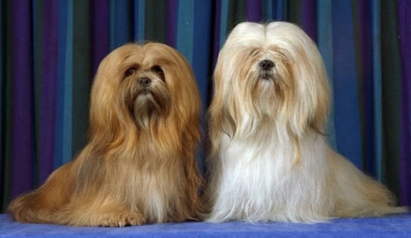 Lhasa Apso 