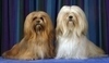 Lhasa Apso 