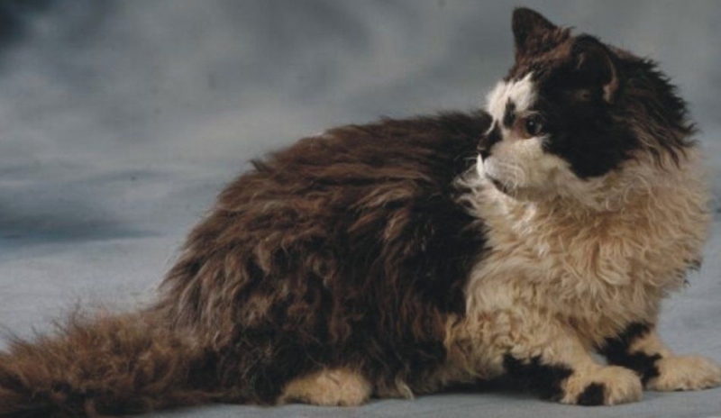 Selkirk rex kočka.