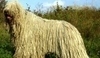 Komondor se vyznačuje unikátní šňůrovitou srstí.