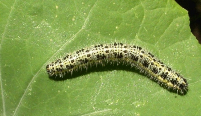Bělásek zelný - Pieris brassicae 