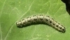 Bělásek zelný - Pieris brassicae 