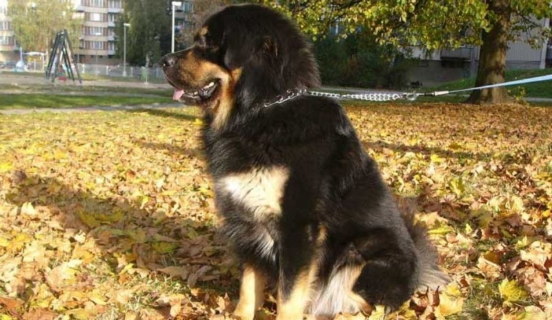 Tibetská doga.