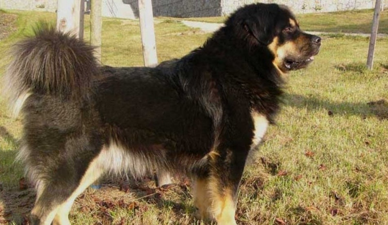 Tibetská doga.