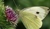 Bělásek zelný - Pieris brassicae 