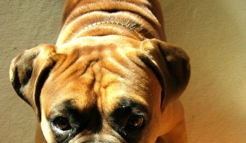 Německý boxer