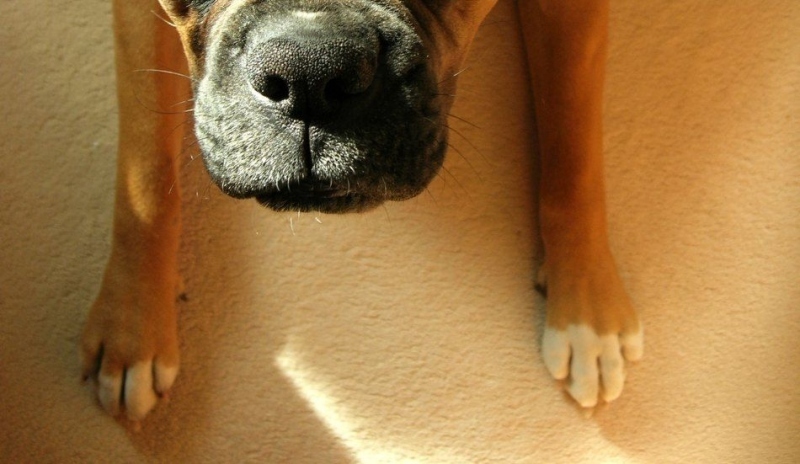 Německý boxer
