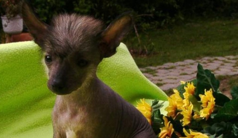 Malý pejsek