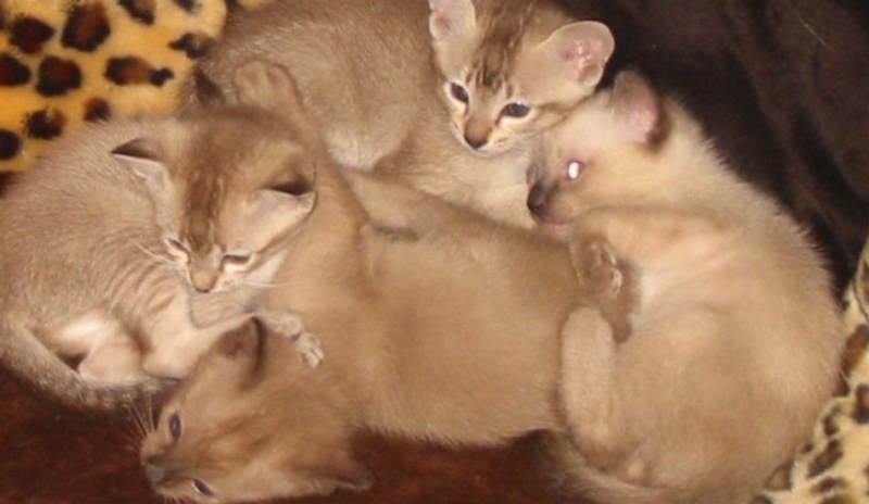 Tonkinská kočka (Tonkinese)