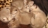 Tonkinská kočka (Tonkinese)