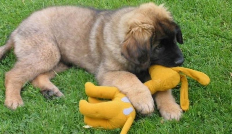 Hrající si leonberger