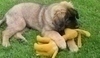 Hrající si leonberger