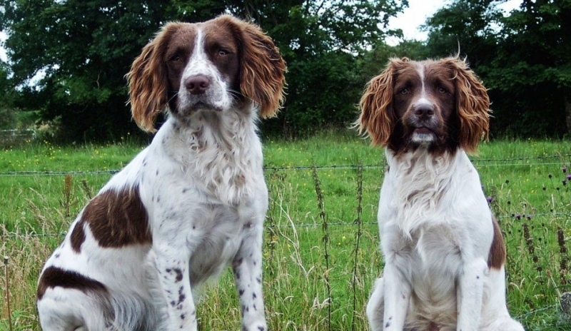  Springer Spaniel 