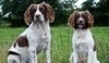  Springer Spaniel 