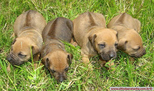 Rhodesian Ridgeback