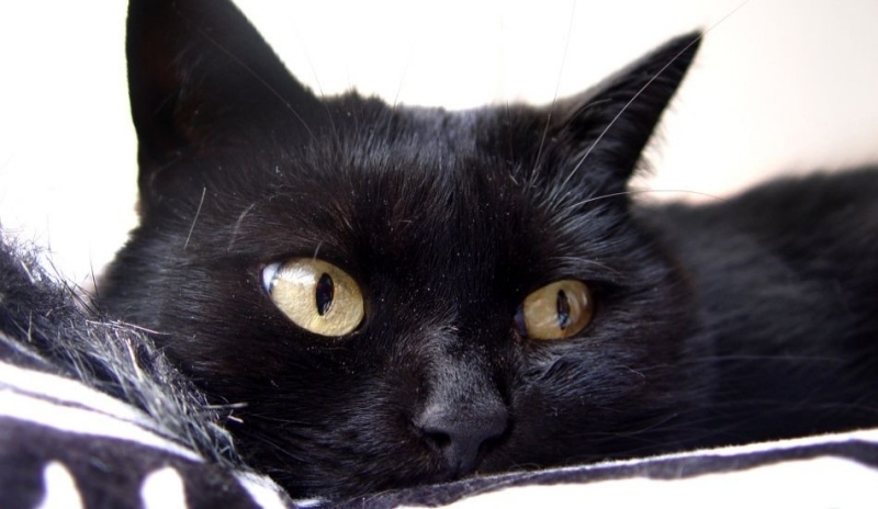 Bombajská kočka (Bombay cat)