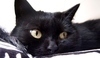 Bombajská kočka (Bombay cat)
