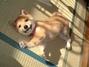 Shiba inu