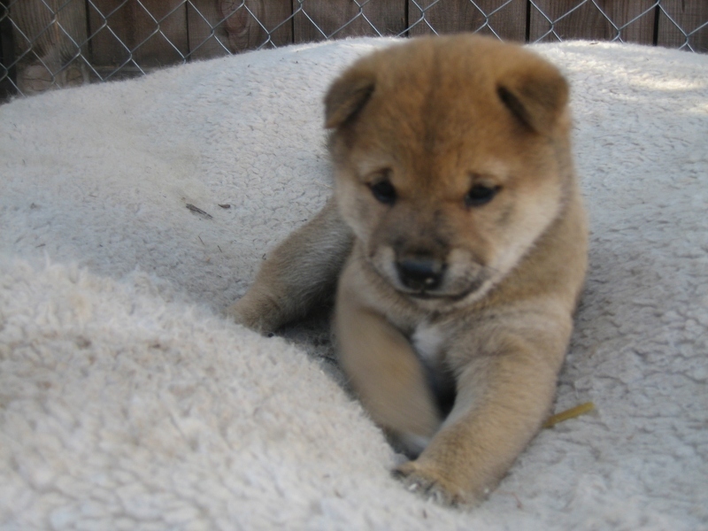 Shiba inu