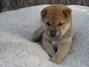 Shiba inu