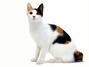 Japonský bobtail