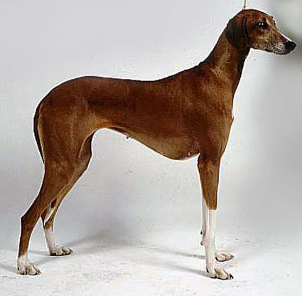 Azavak