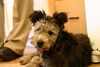 Pumi