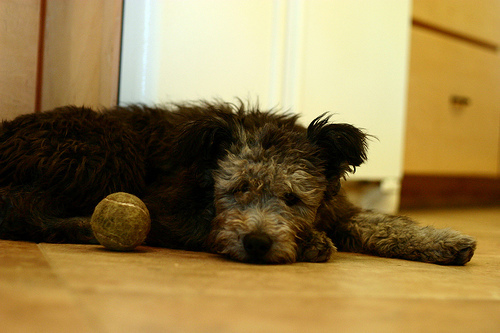 Pumi