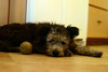 Pumi