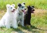 Pumi