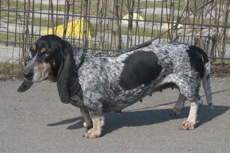 Modrý gaskoňský baset