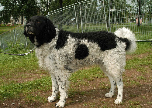 Wetterhoun