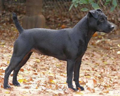 Patterdale teriér