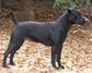 Patterdale teriér