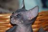 Donský sphynx