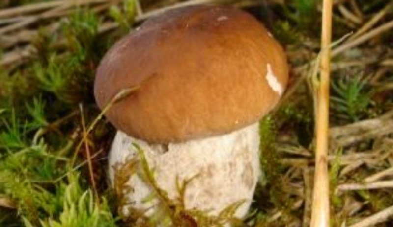 Hřib pravý