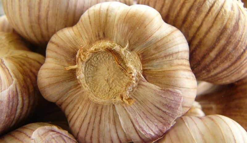 Česnek