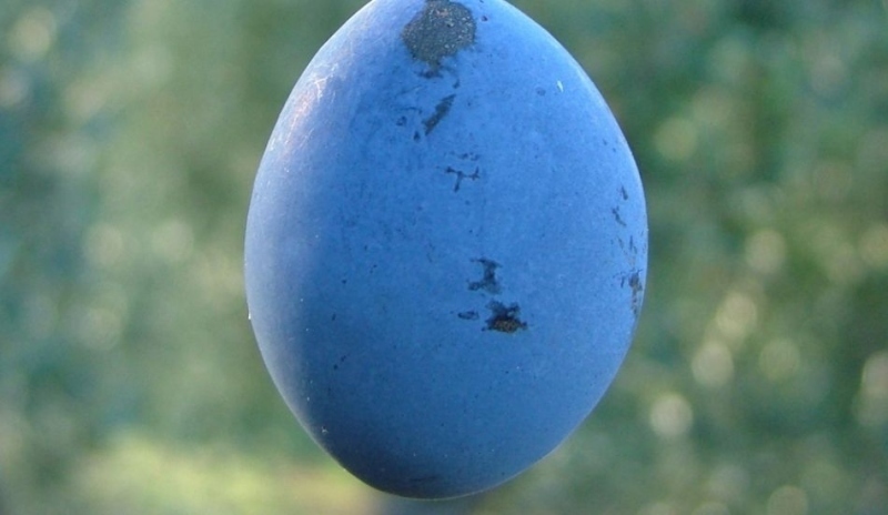 Švestka