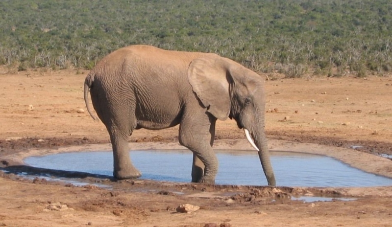 Slon africký