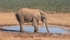 Slon africký